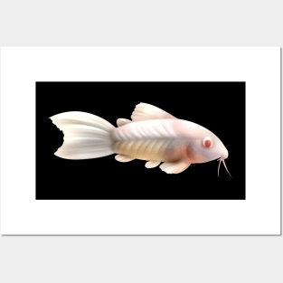 Albino Cory Catfish- no background Posters and Art